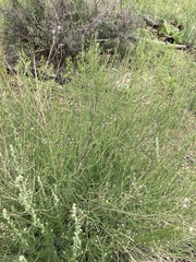 Brickellia eupatorioides chlorolepis