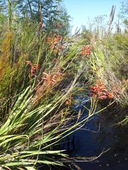 Watsonia angusta