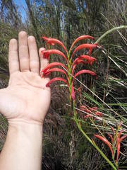 Watsonia angusta