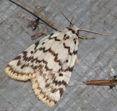 Hectobrocha pentacyma