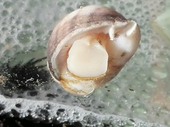 Acanthina monodon image