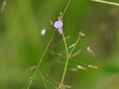 Desmodium rosei