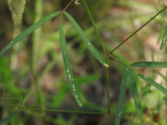 Desmodium rosei