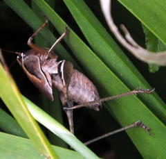 Alfredectes semiaeneus