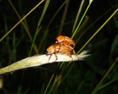 Cyclocephala putrida