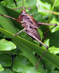 Alfredectes semiaeneus