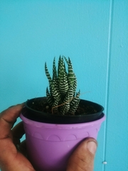 Haworthiopsis