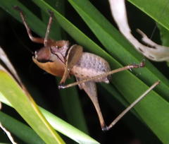 Alfredectes semiaeneus