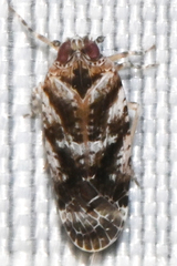Catonia cinctifrons