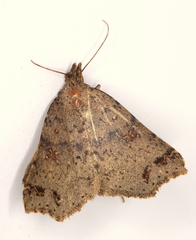 Lithilaria proestans