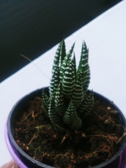 Haworthiopsis