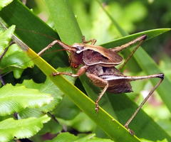 Alfredectes semiaeneus