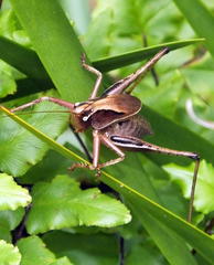 Alfredectes semiaeneus