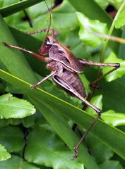Alfredectes semiaeneus