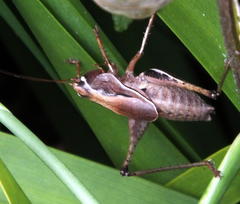 Alfredectes semiaeneus