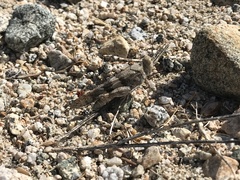 Trimerotropis bifasciata