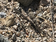 Trimerotropis bifasciata