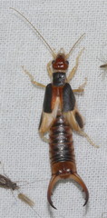 Labidura truncata
