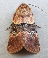 Properigea continens