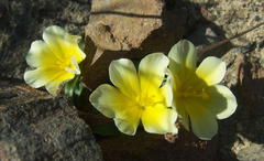 Moraea luteoalba