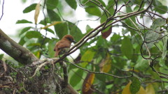 Pachyramphus rufus