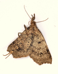 Lithilaria proestans