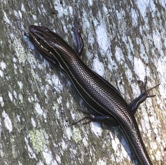 Plestiodon inexpectatus