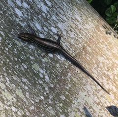 Plestiodon inexpectatus