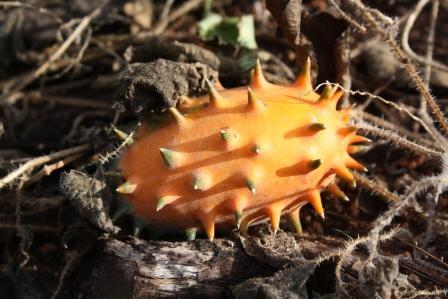 Cucumis metuliferus