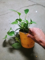 Epipremnum aureum