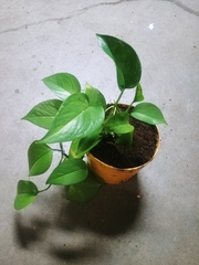Epipremnum aureum