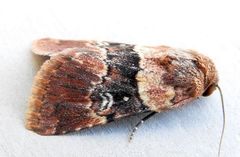 Properigea continens