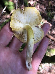 Tricholoma subluteum