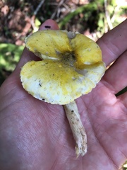 Tricholoma subluteum