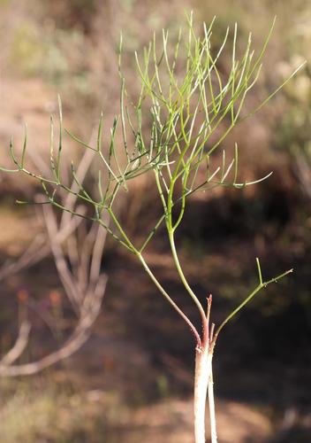 Thread Aniseroot (Annesorhiza filicaulis)