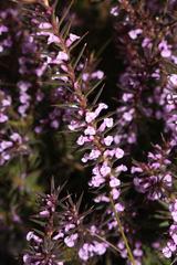 Muraltia juniperifolia