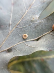 Neuroterus umbilicatus