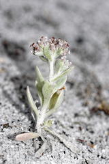 Vellereophyton