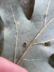 Neuroterus umbilicatus
