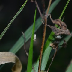 Chezala brachypepla