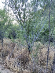 Vachellia rigidula