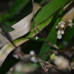 Chezala brachypepla