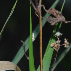 Chezala brachypepla