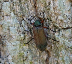 Polytomus dalmanni