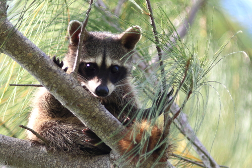 Cozumel Raccoon (Procyon pygmaeus)