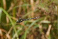 Aeshna umbrosa umbrosa