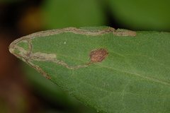 Liriomyza eupatorii