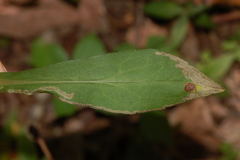 Liriomyza eupatorii