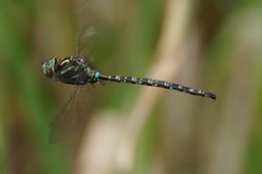 Aeshna umbrosa umbrosa