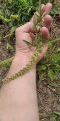 Ambrosia artemisiifolia